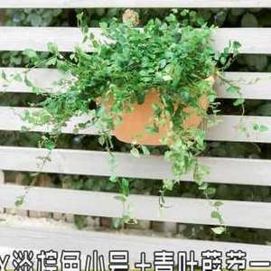 和平精英挂墙花盆怎么放在玻璃上