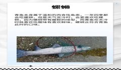 和平精英恐龙狂浪辅助怎么用（恐龙狂浪辅助的最新版本特性）