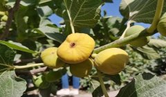 和平精英挂墙花盆怎么放（和平精英挂墙花盆的战术优势）